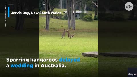 Kangaroo brawl delays Australian wedding