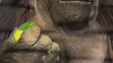 Chimpanzee is eating cucumber with fun