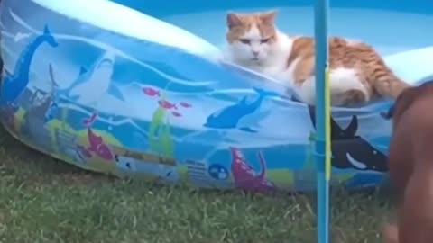 😅Funny And Cute Cats Scared Of Random Things 😹