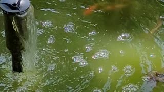 The best yet video of my new fishes.