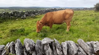 Ireland cow at stone gate