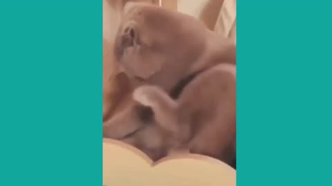 New Funny Videos 20223😂 Cutest animals Doing Funny Things.