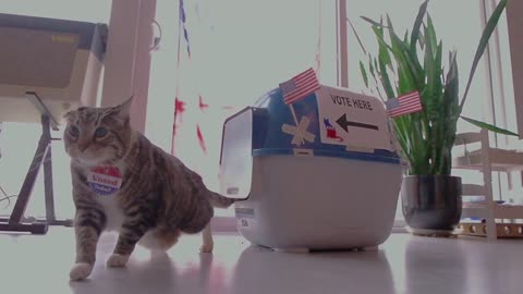 Adorable cats remind everyone that voting is easy!