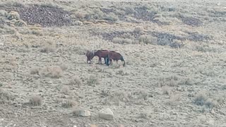 Wild Mustangs Mc Caren Nevada