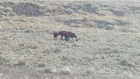 Wild Mustangs Mc Caren Nevada