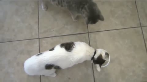 Super cat , compilation video.