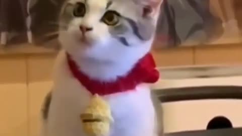 so cute cat funny 😅😅