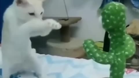 Little cat awesome dance with talking cactus