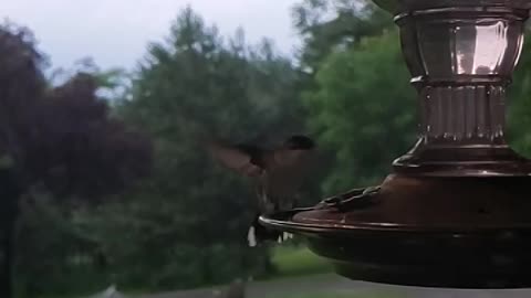 Hummingbird slow motion daily visitor