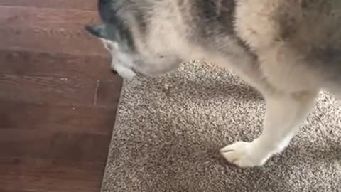 Stubborn Husky Protesting a Treat