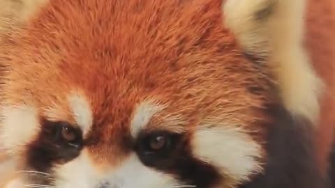 In a previous life it must have been a little fox. What's in the panda zoo