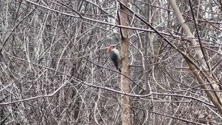 Red bellied woodpecker has such a distinct sound