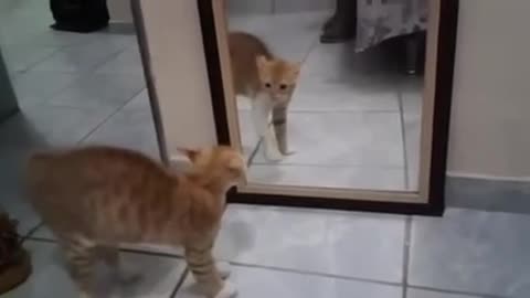 Cat and the mirror . The cat pooped on his own image
