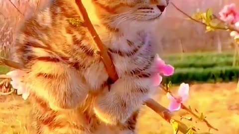 Cat videos animals short shorts video animation video