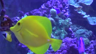 Yellow and Blue Tang