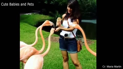 Funny Animals Scarring And Chasing People 2024 Compilation