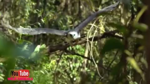 The best of eagle attacks. Most amazing moments of wild animal fights!