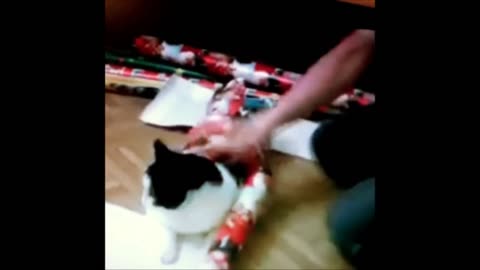 FUNNY VIDEOS: Funny Cats - Funny Animals - Funny Moments - Funny Cat Vines