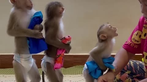 Funny Monkey 🐒🐵