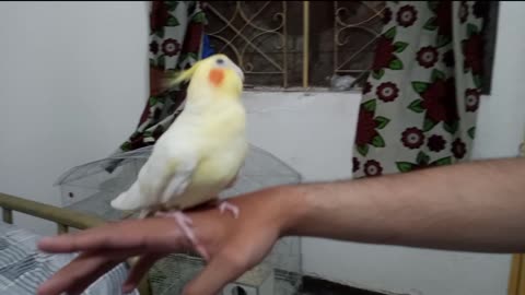 Talented Cocktail parrot whistling #viral #funny #viralvedio