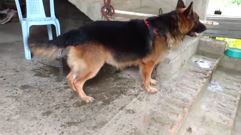 German Shepherd barking