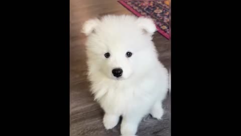 Tag the cutest person to come see the Samoyed.
