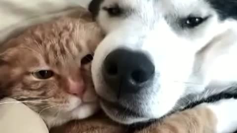 Cat and Dog love each other