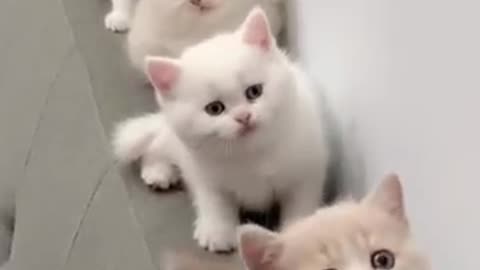 Funny cat, clever cat,baby cat crying