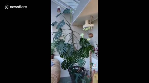 Plant owner pleases her monstera by placing aerial roots into water