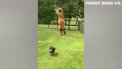Funniest dog funny videos