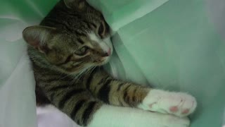 Cute Kitten Stretches His Paws