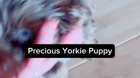 So Cute Yorkshire Terrier Puppy