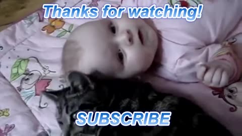 Animals video. Cat love