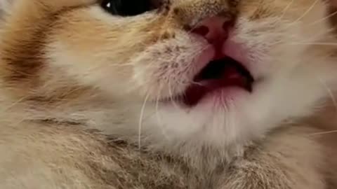 Cat Funny | Cat Cute Videos | Cat Funny Video