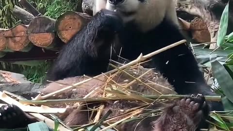 How Pandas Eat Bamboo。