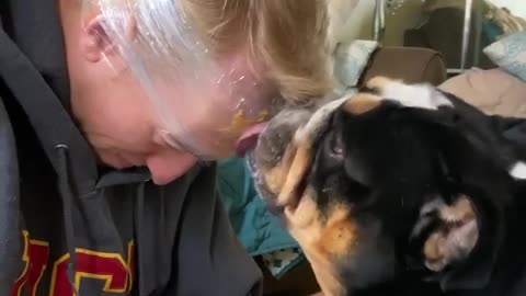Owner finds genius way to distract bulldog in order to cut his nails