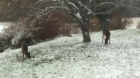 Baby deer & mom frolic in first snow of the season