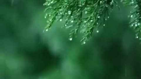 Rainy Day- Relaxing Piano Music & Soft Rain Sounds