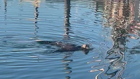 Momma Sea Otter Loves Her Baby