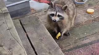 The Mischievous Sunny The Raccoon Chomps Down On An Apple In This Video! #shorts