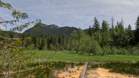 Walking the Trail of Shadows at Longmire, in Mt Rainier.