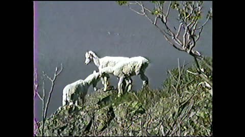 Dahl Sheep Hike Alaska