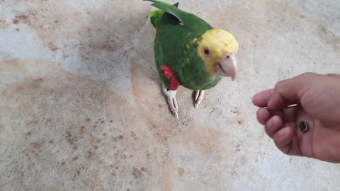 Bird Shows off Brilliant Acting Skills