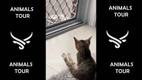 Funny animal, 🐈😂🤣 cat and dog funny video