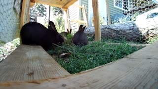 Rabbits getting curious after lunch