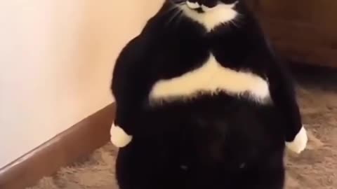 Cat Tuxedo