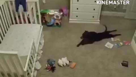 Cat funny video 😄 😆 🤣