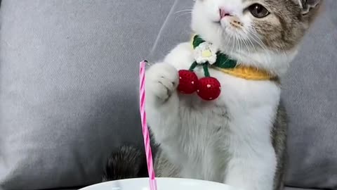 Cat birthday celebration