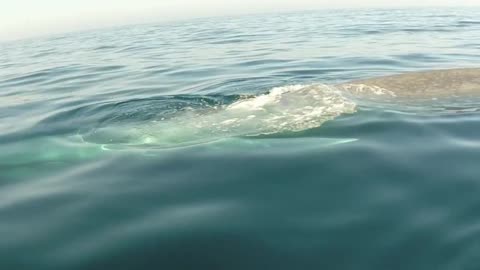 Paddle Boarder's Close Encounter With A Blue Whale