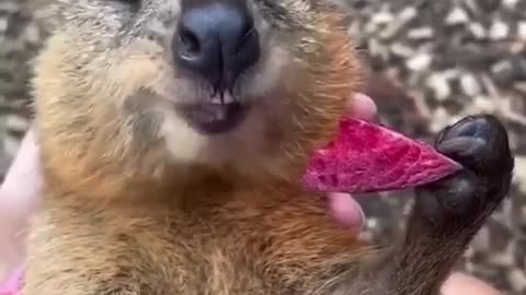 We all know a food lover like this quokka.